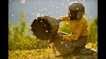 El #DocdelMes torna a Mataró amb la història de l'última dona recol·lectora d'abelles · CLACK
